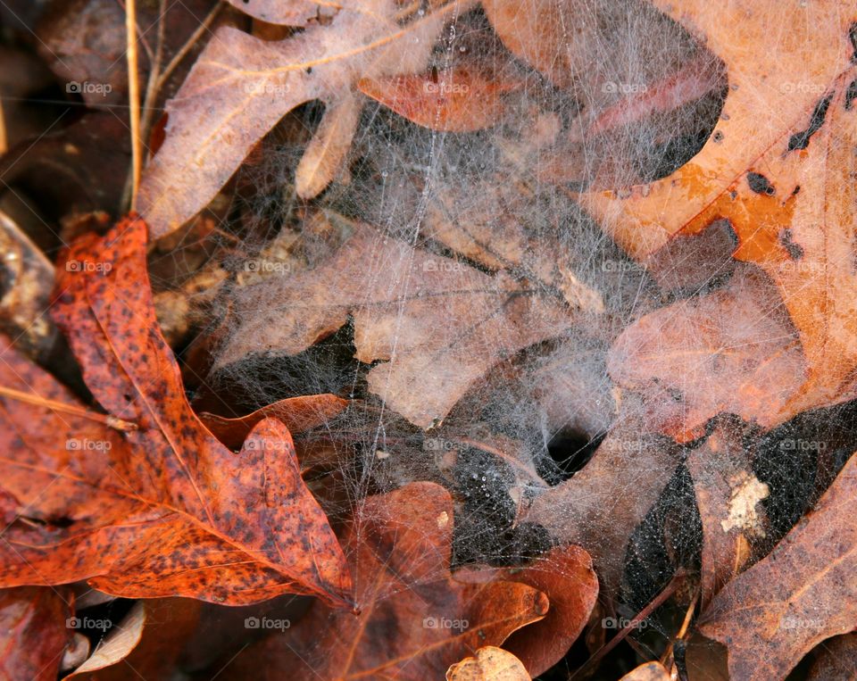 spider lair in the leaves.