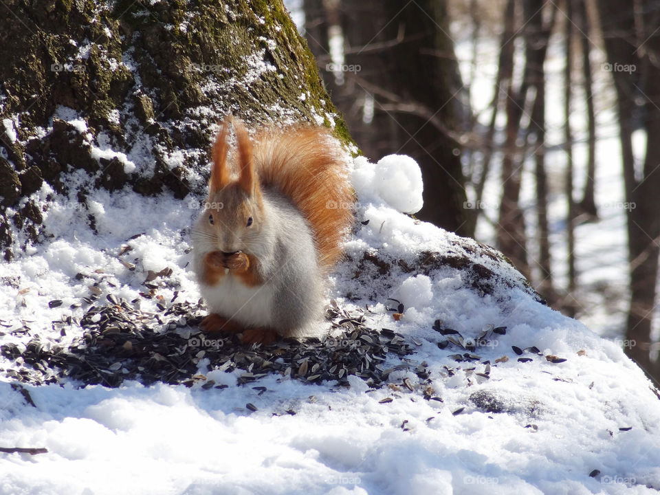Squirrel eating seed during winter