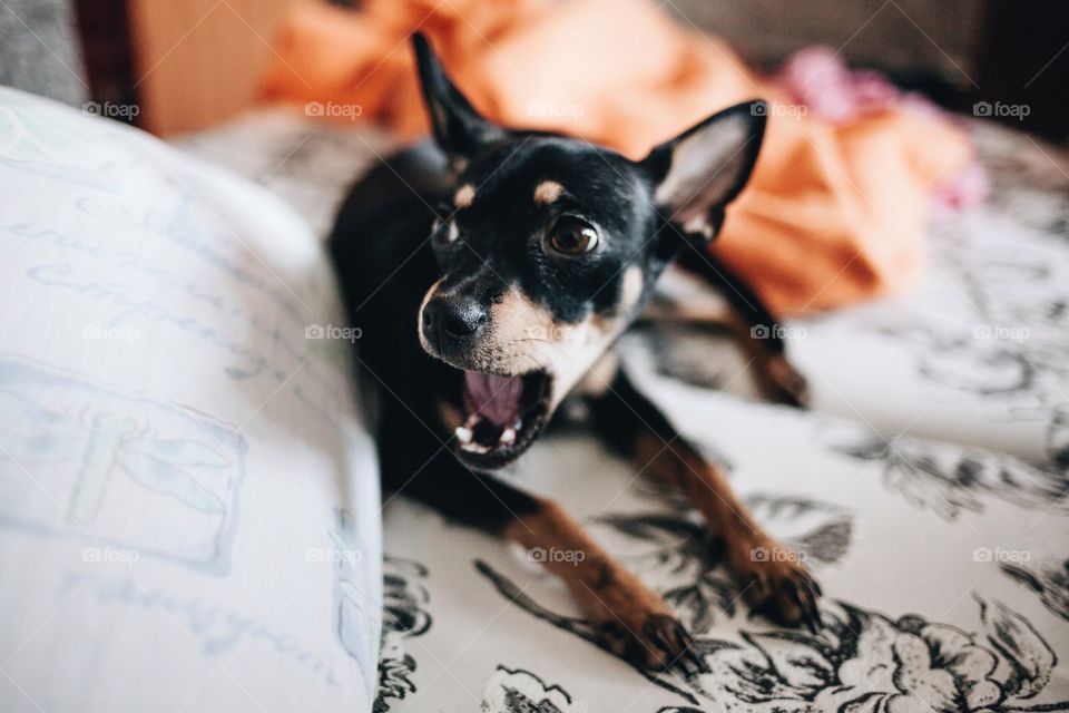 Dog lying on bed