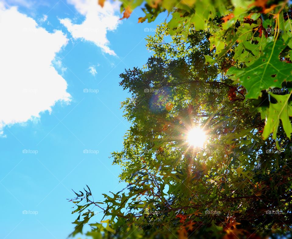 Sun peaking through the trees with the blue
