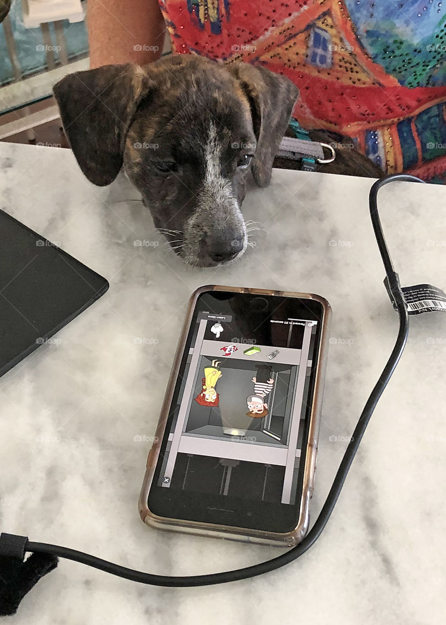 Puppy watching video for FOAP coins