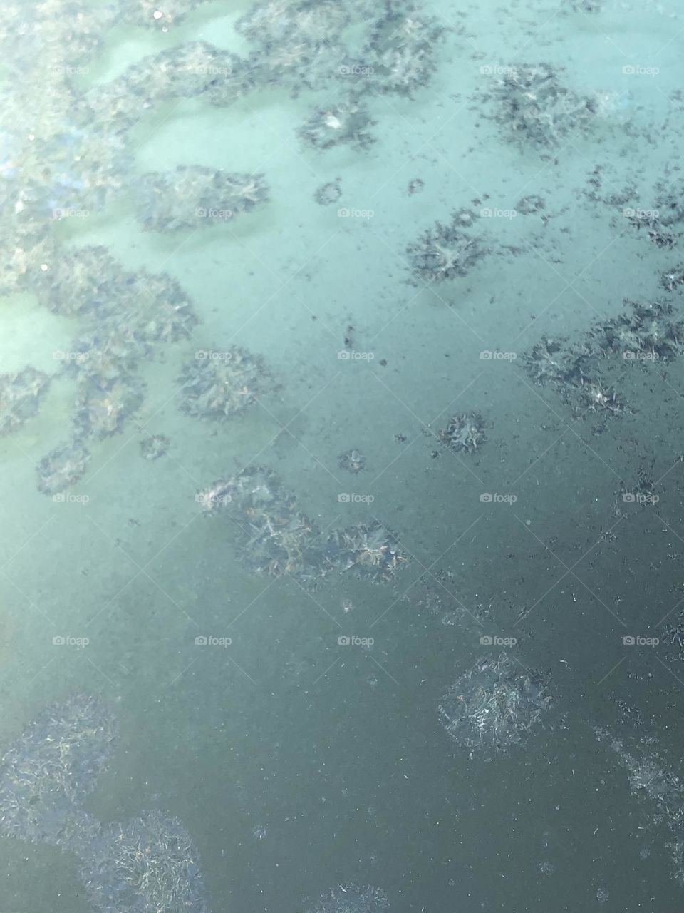 FrostShield-windshield in Winter