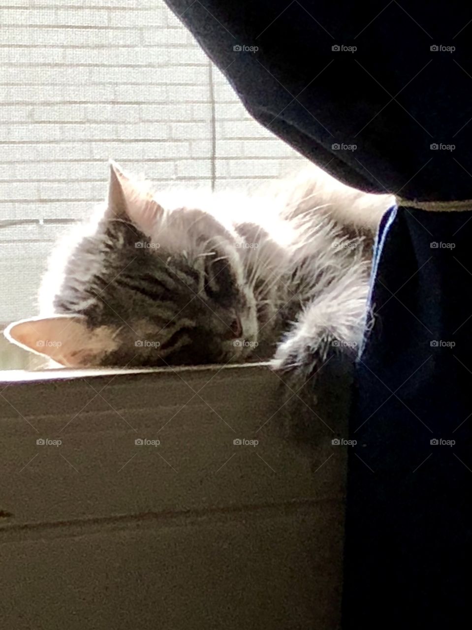 Gremlin’s Pearl curls up cutely on the windowsill on a lazy Sunday afternoon to nap with the rest of the family-
