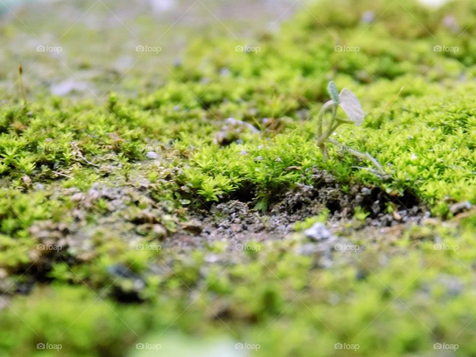 Plants in moss on red bricks