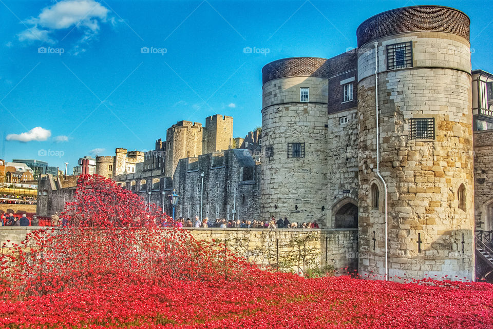 Remembrance Poppies, Tower of London, 2014, Pic 001