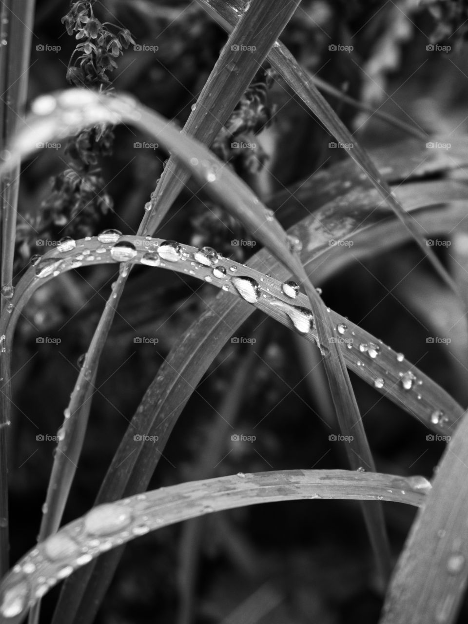 Rain drops glowing on the grass black and white