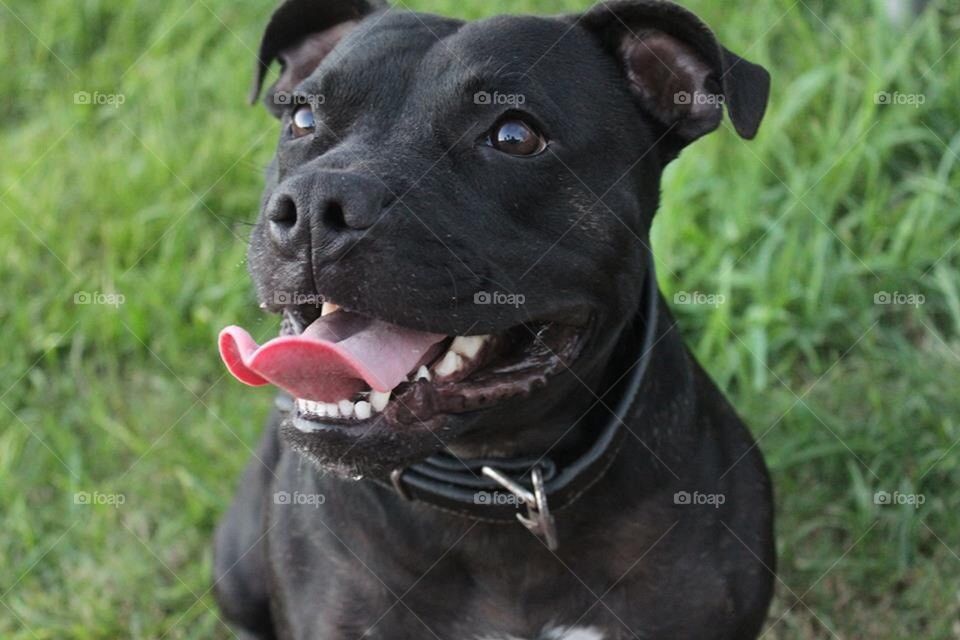 Male Staffy Smile