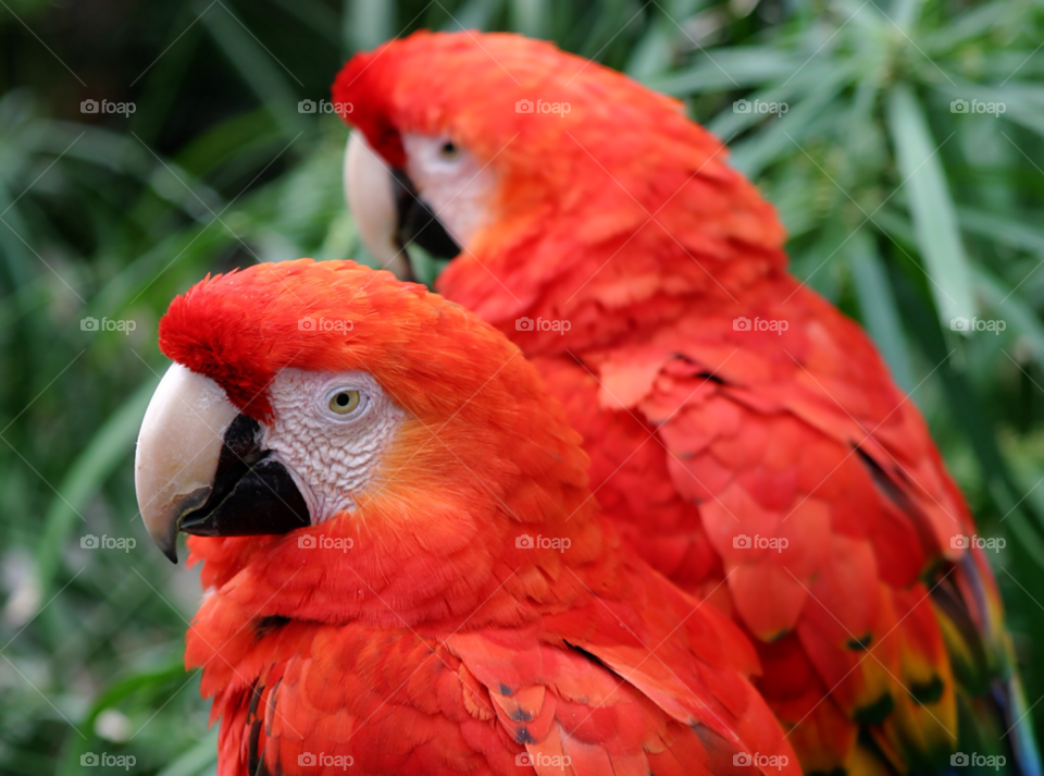 nature closeup red colourful by hlehnerer