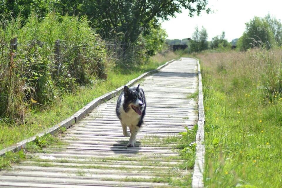 Border Collie on a mission!