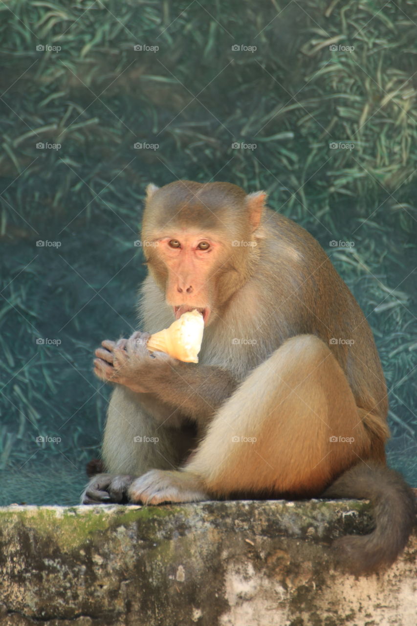 Delicious ice cream.
The monkey snatched the ice cream sofety from a boy and ran away with it.  And later was eating the same