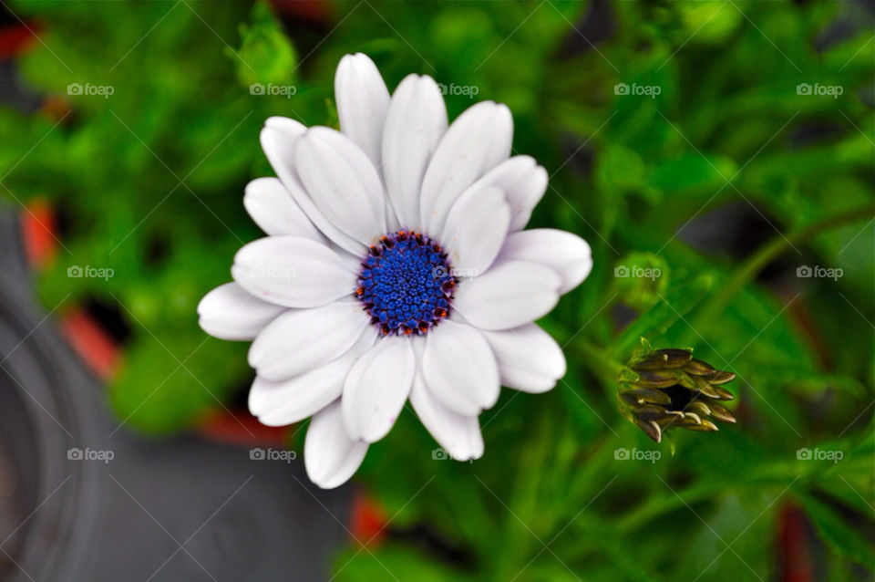 flower white color power by sachin138