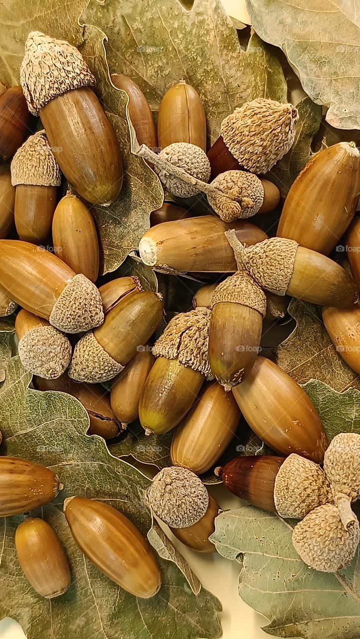 Acorns