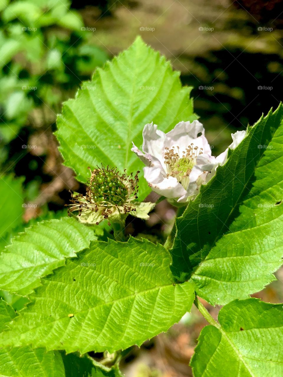 New blackberry next to blackberry blossom on plant