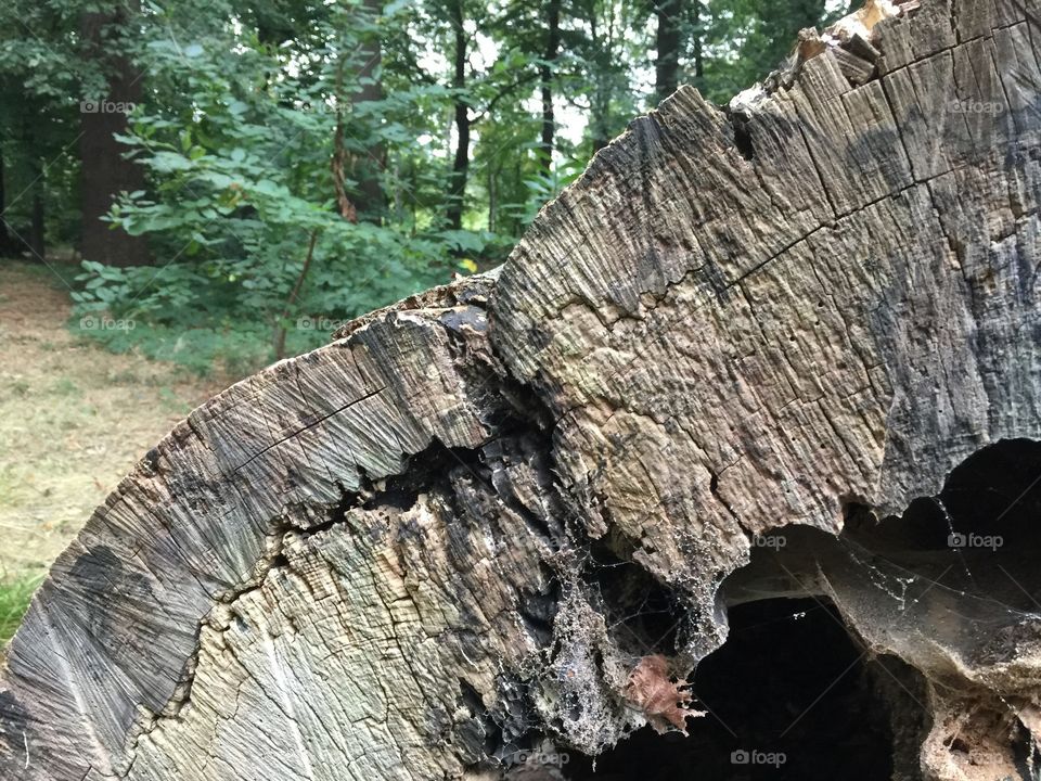 Close-up of a fallen tree