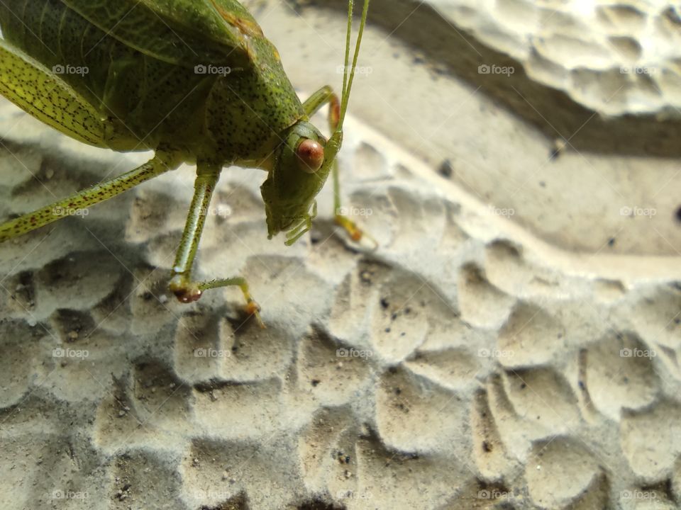 Grasshopper eating grass close up