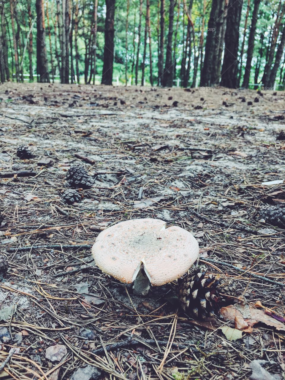 Wood, Fall, Nature, Tree, No Person