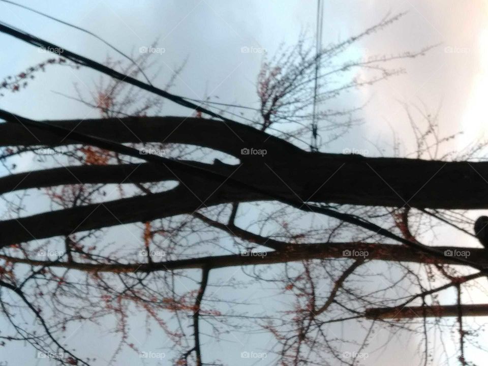 tree branches cloudy sky