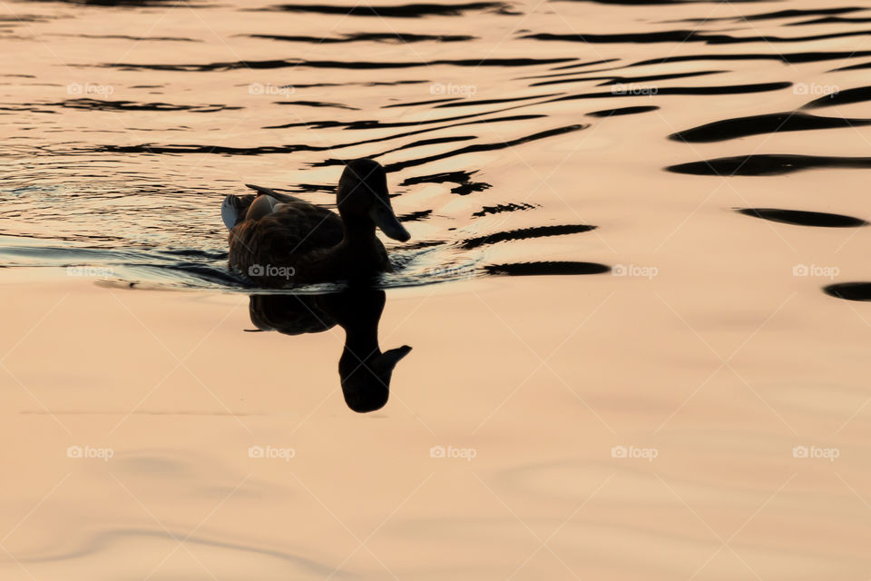 Silhouette and shadows of one duck swimming in peaceful water at sunset 