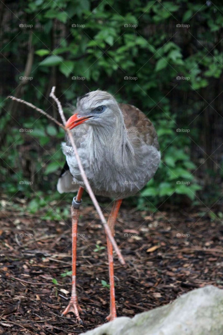 My Stick... This is My Stick!