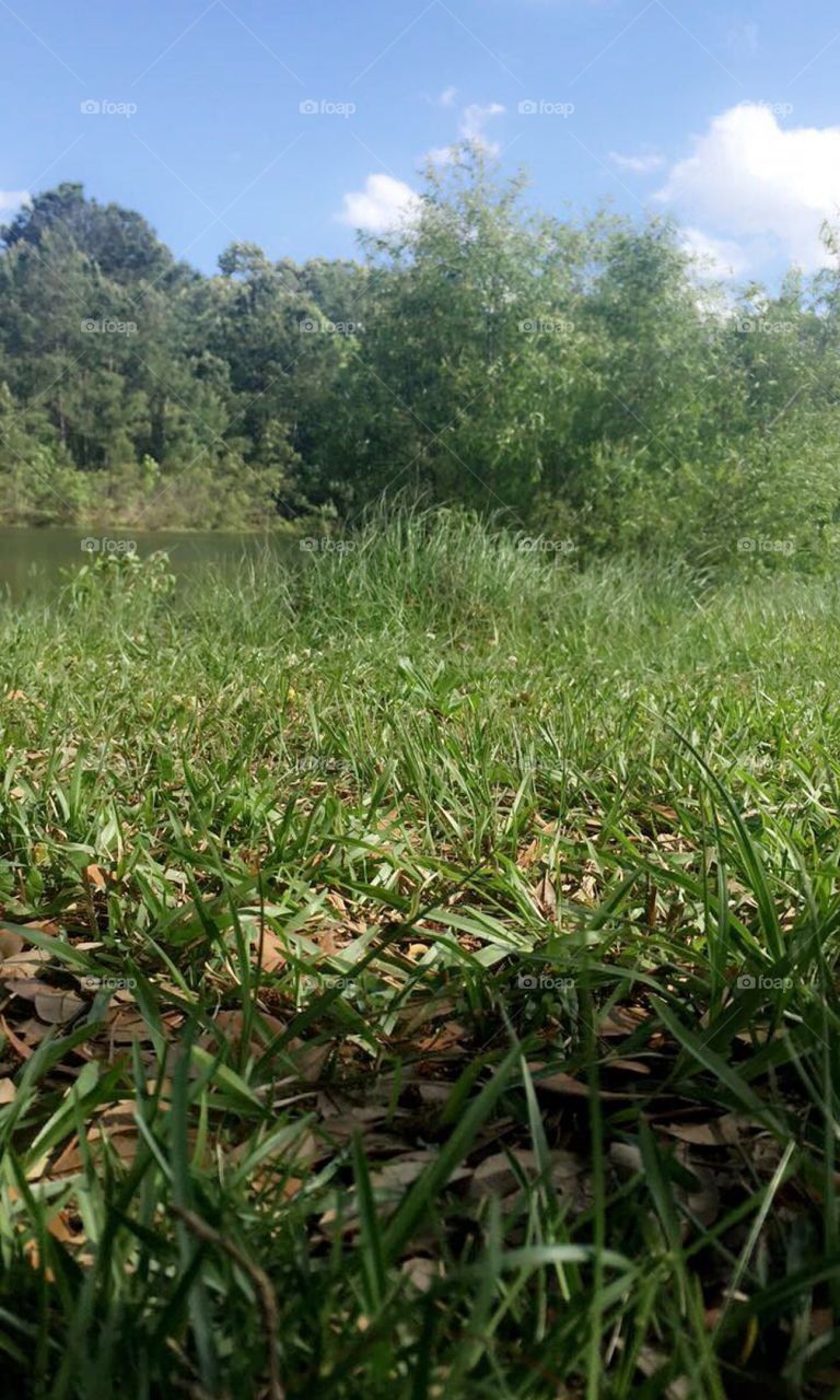 The grass is sometimes greener on the other side . Like this giant pond filled with a loving geese couple 