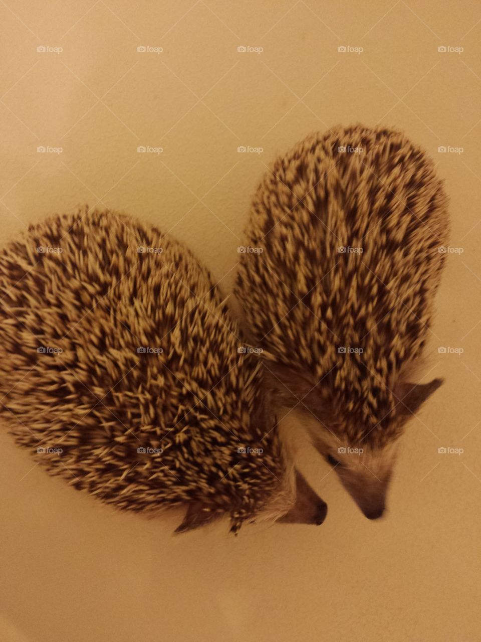 I ♡ hedgehogs
