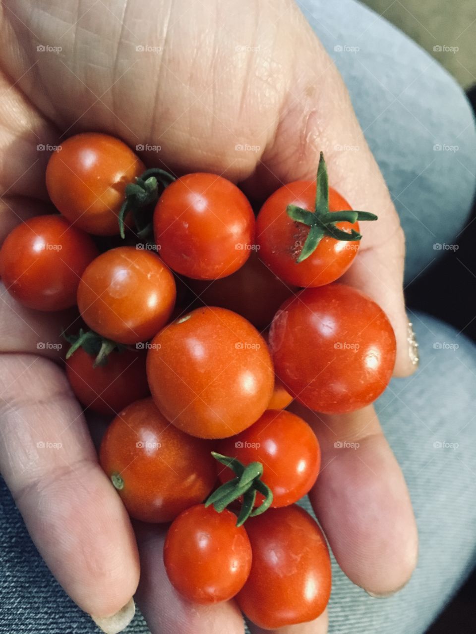 Handful of home grown red cherry tomatoes 