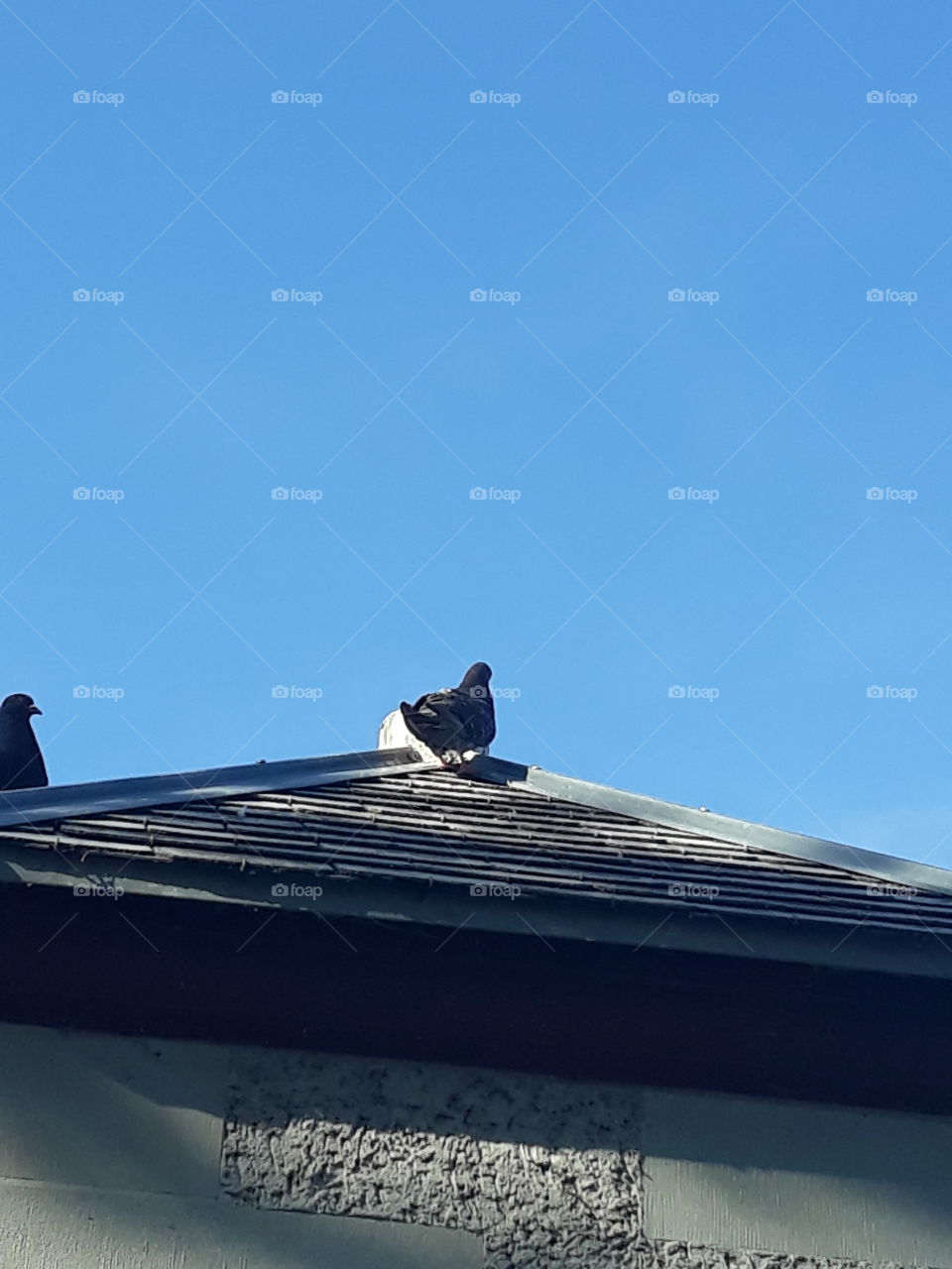 wonderful photo  a bird on a roof