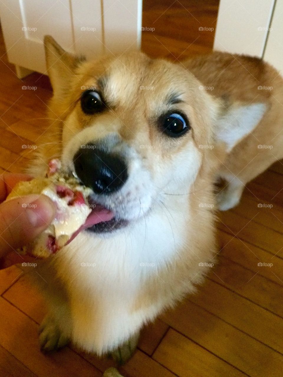 Hungry corgi. Pembroke Welsh Corgi eating a homemade strawberry dog treat