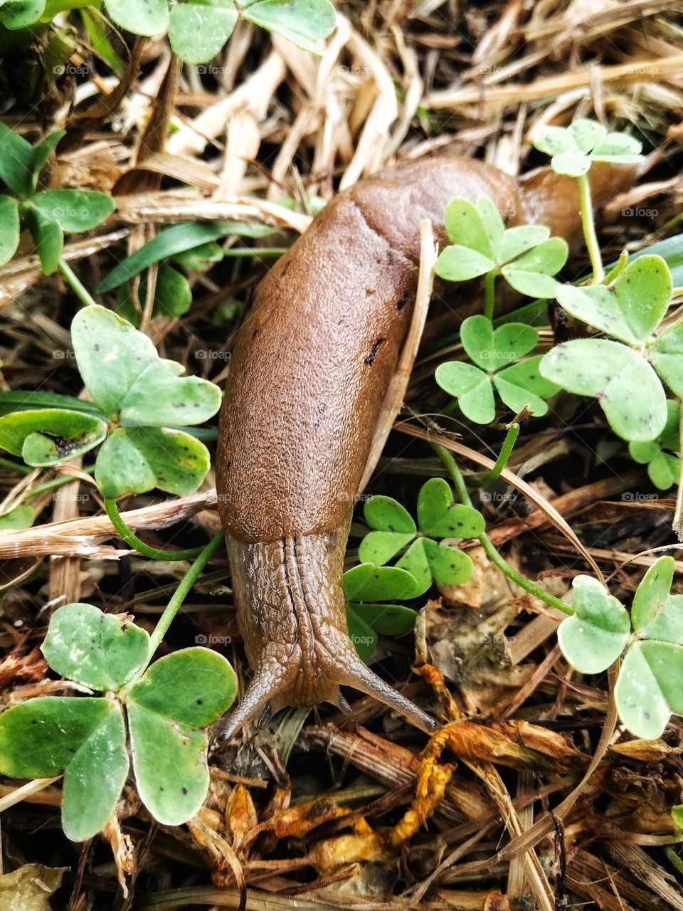 Slug after the rain in Autumn