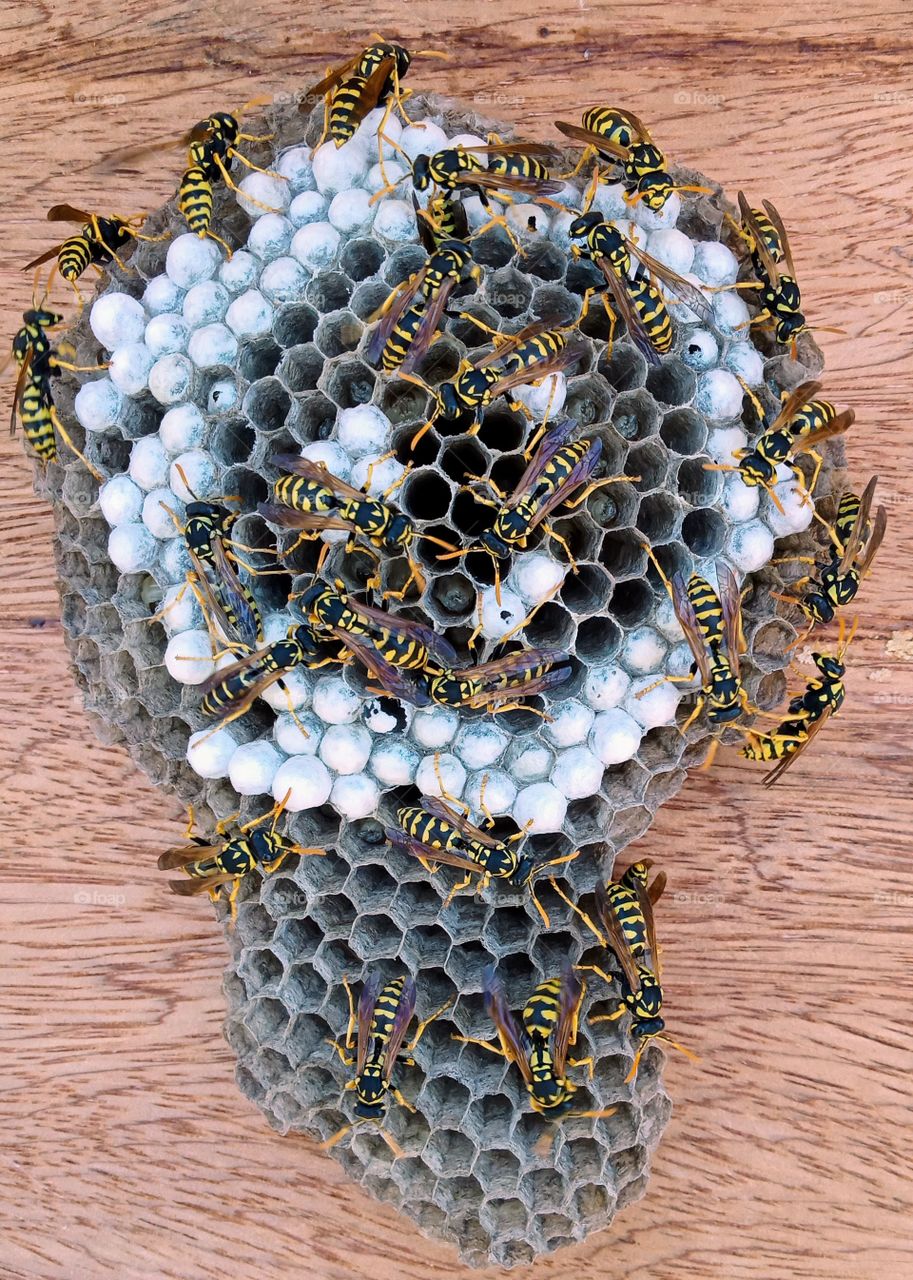 a small hornets nest built on the beehive's cover