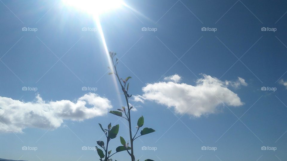 Beautiful plant embraces sun.