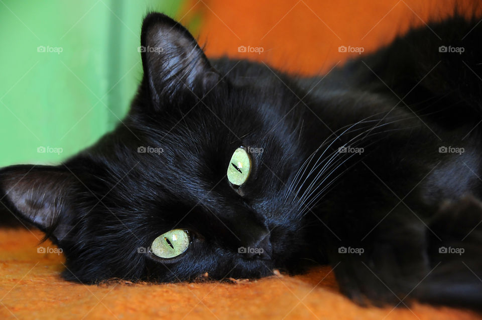 the black cat on the orange background