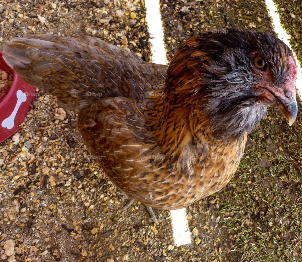 Close-up of a hen