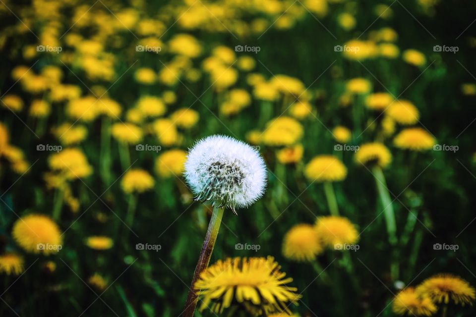 Dandelion