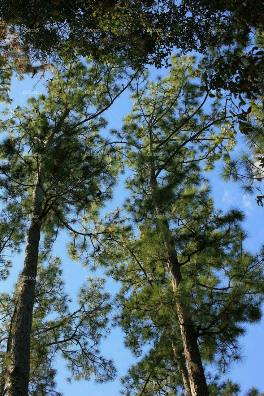Pine Trees. Looking up at our Pine trees.
