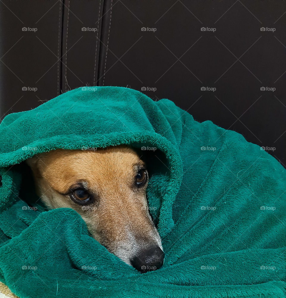 Protecting your pet is an act of love...