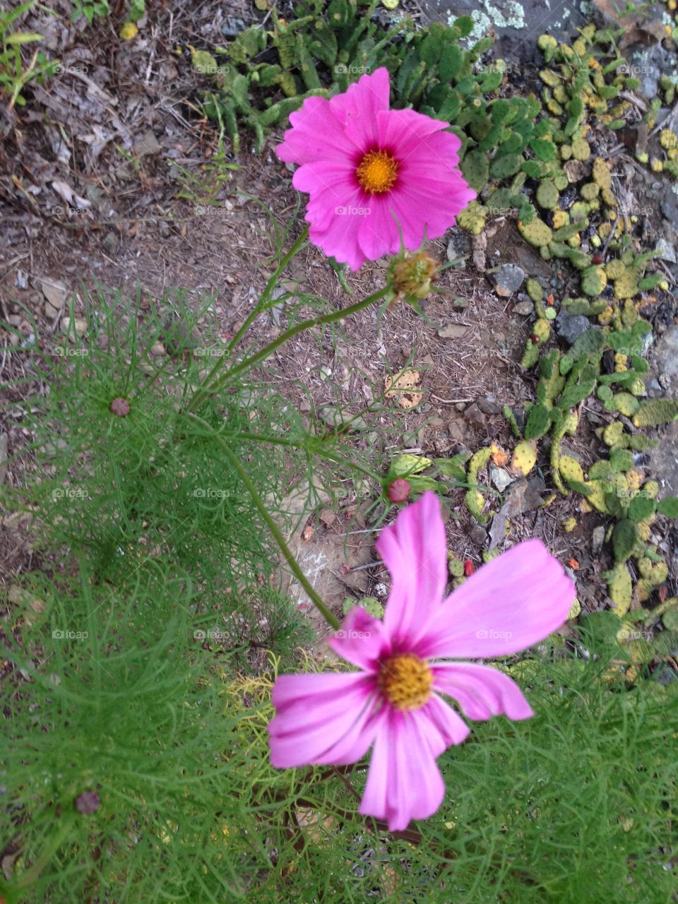Wildflower pink