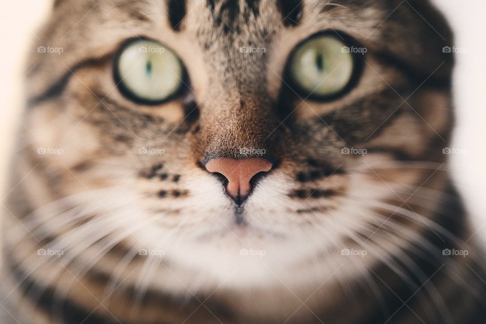 Macro portrait of beautiful cat