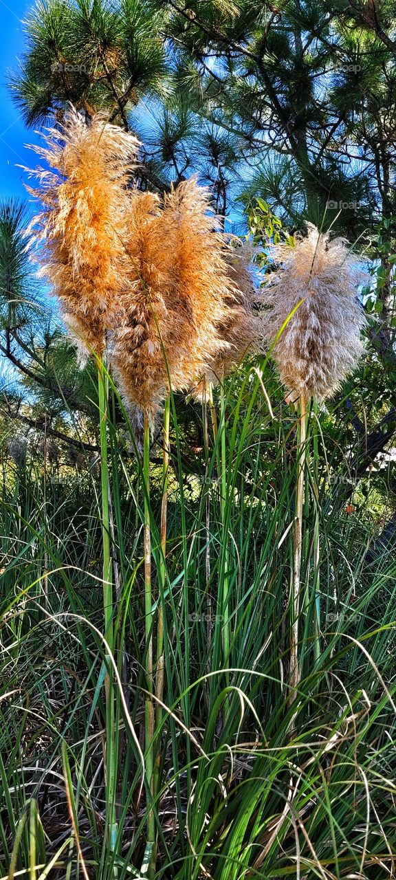 fox tails