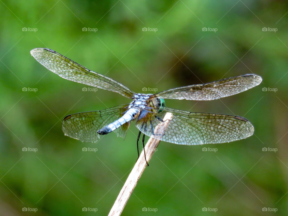 Blue dragonfly