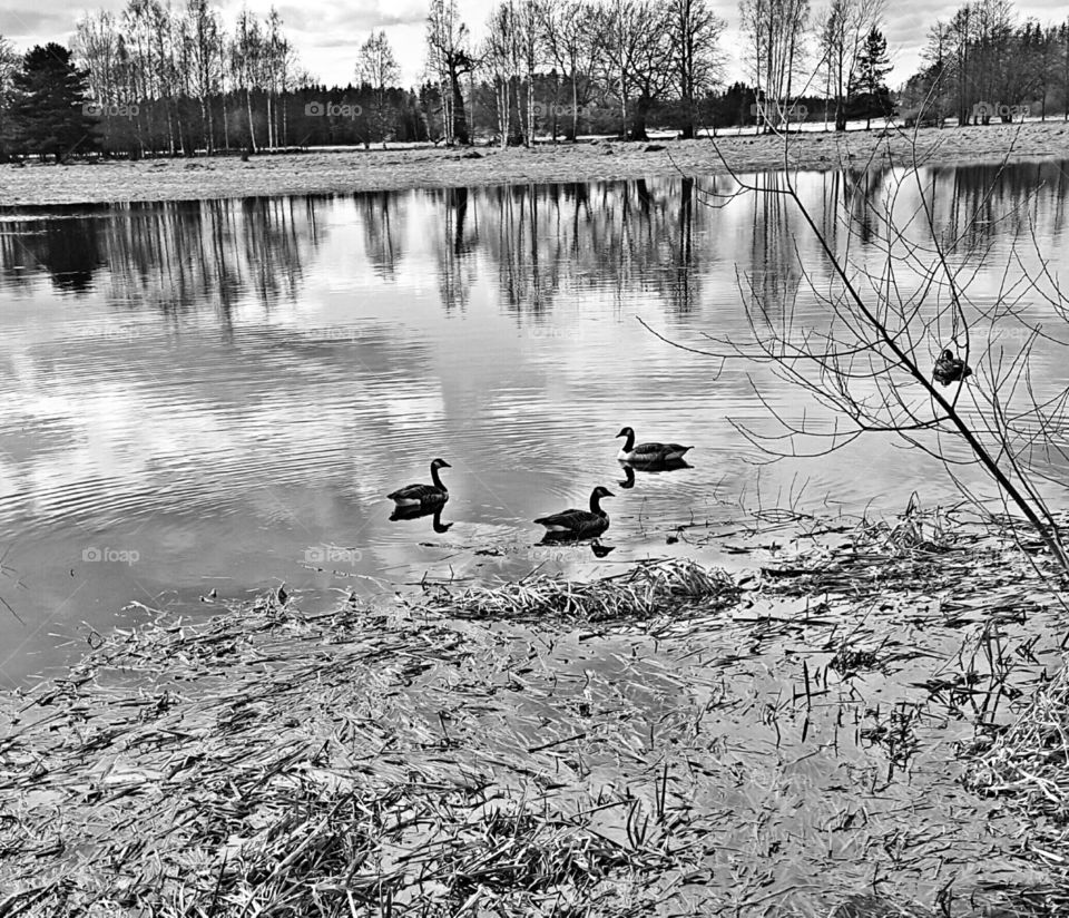 Black and White ducks