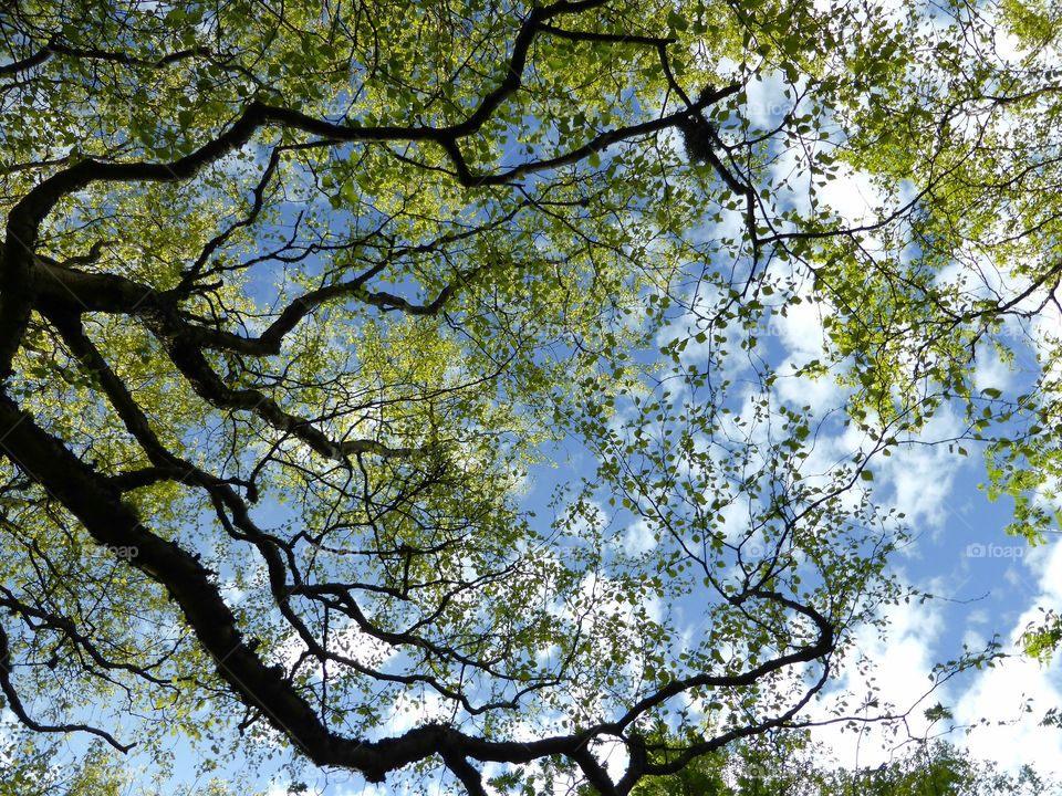 View of trees against sky