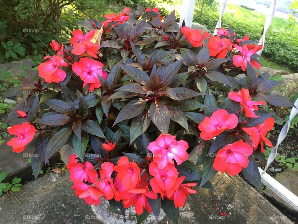 New Guinea Impatiens