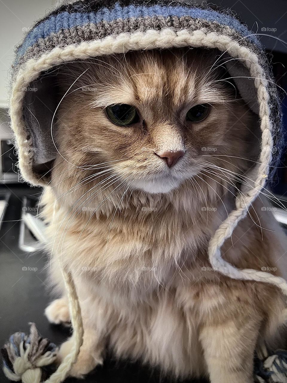 Ginger  cat in a hat :) not looking happy 