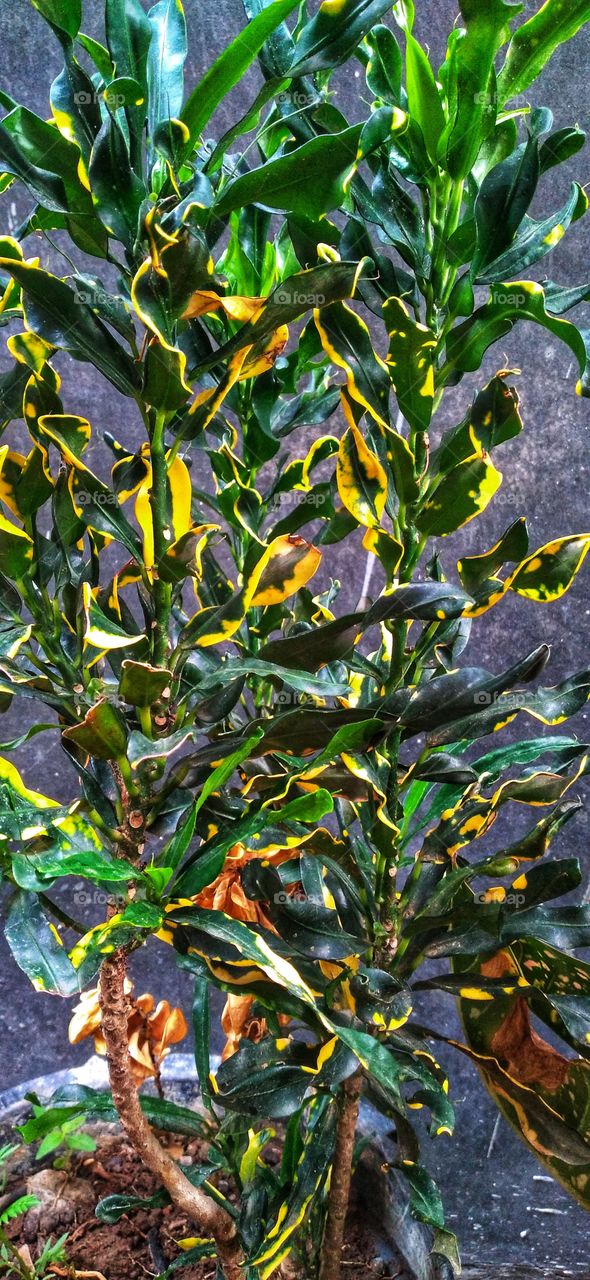 Popular garden ornamental plants in the form of shrubs with very varied leaf shapes and colors.