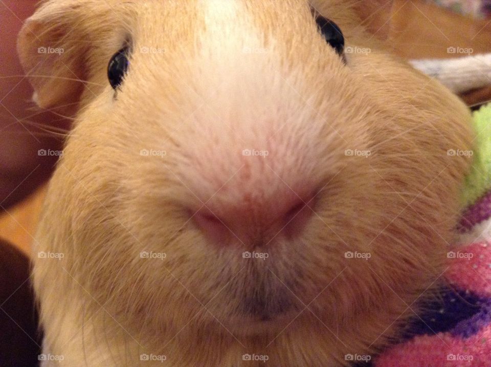 Extreme close-up of guinea pigs face
