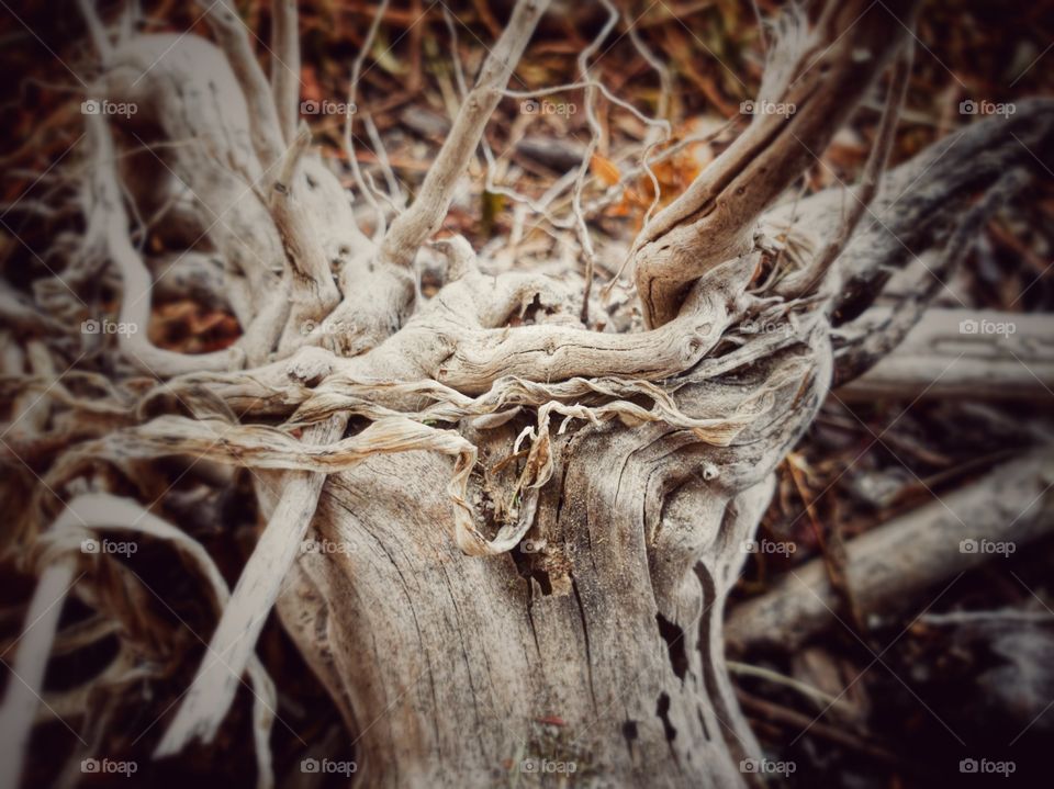 Close up of dried weathered plant roots revealing tangled rootlets. The deterioration was so intensive that it had turned the entire root system white.
