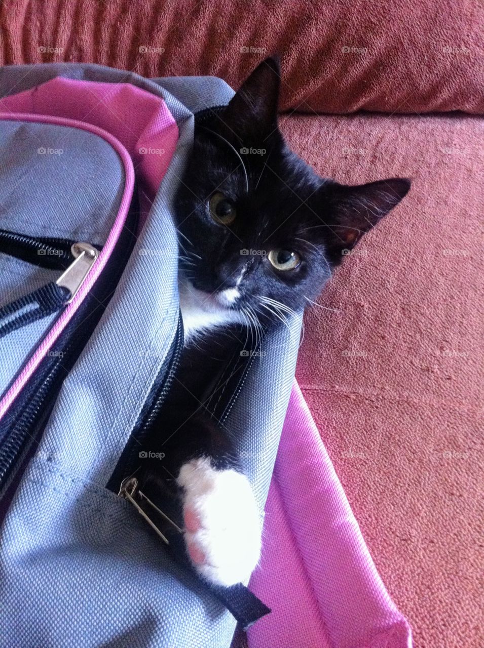 Cat in bag 