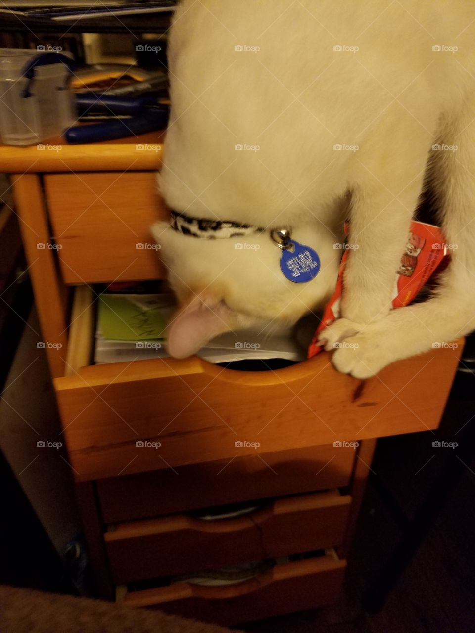 trying to get treats