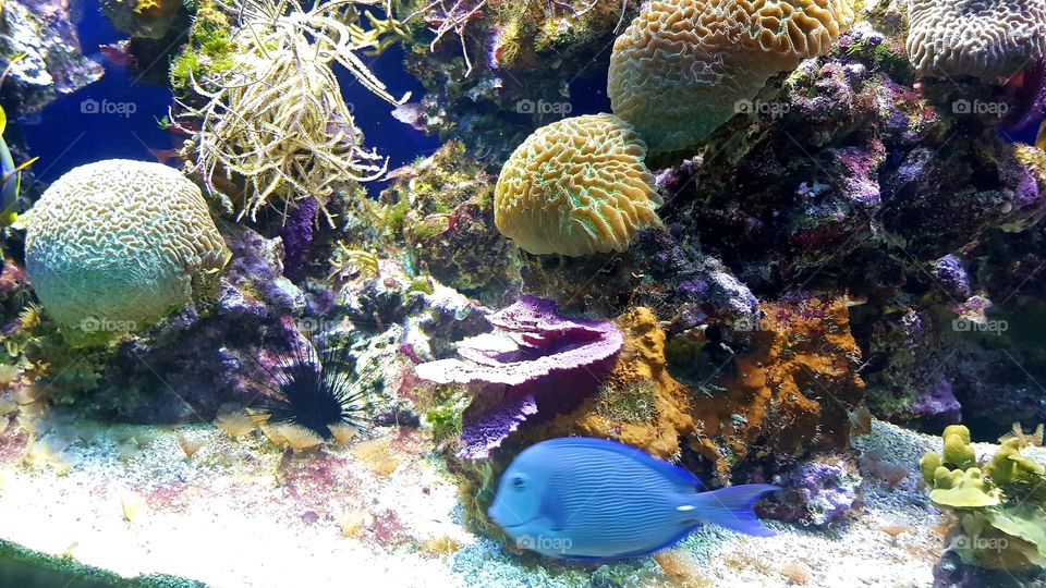 Musée Océanographique de Monaco